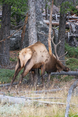 Obraz na płótnie Canvas Elk in the wild