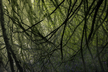 Entwined tree branches