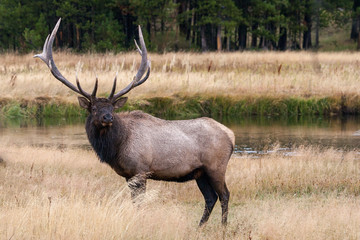 Naklejka na ściany i meble Elk in the wild