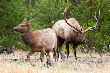 Elk in the wild