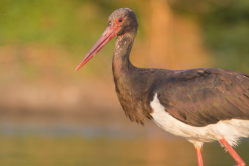 Black Stork