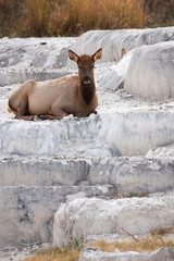 Elk in the wild