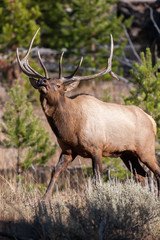 Elk in the wild
