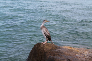 Corb Marí. Port d'Alcúdia,Mallorca. Illes Balears.