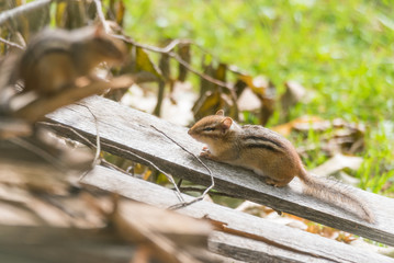 Curious chipmunk (tamias) sits up on top of wood pile in sunlight.  Small squirrel pauses to survey his summer surroundings.  Keeps an eye on another chipmunk nearby.