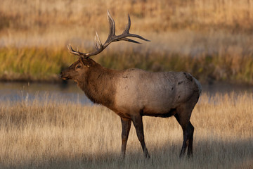 Obraz premium Elk in the wild
