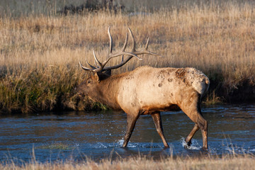 Elk in the wild