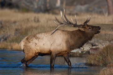 Elk in the wild