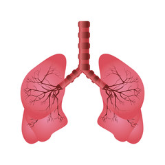 pulmonary system isolated icon