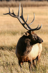Elk in the wild
