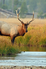 Elk in the wild