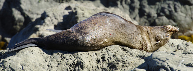 Sleeping Fur Seal