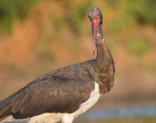 Black Stork