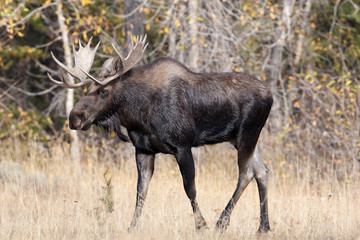 Naklejka na ściany i meble Bull Moose in the wild
