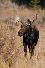 Naklejka na ściany i meble Bull Moose in the wild
