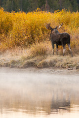 Bull Moose in the wild