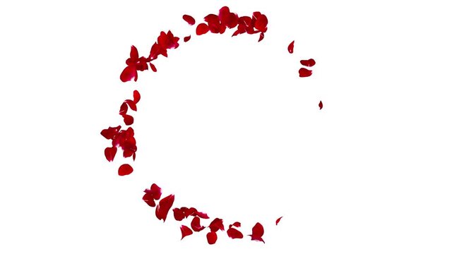 Dark red rose petals flying in a circle leaving the center space for Your text or photos. Isolated white background. The quality of 4K
