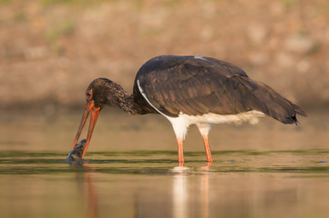 Black Stork