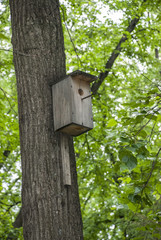 Nesting box on a tree