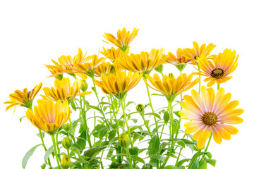 Isolated yellow Osteospermum flower blossoms