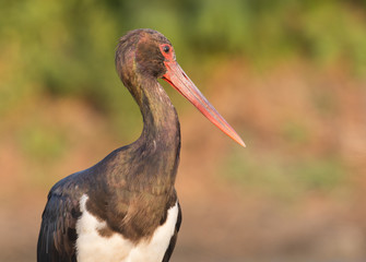 Black Stork