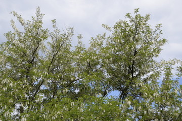 Flowering acacia white grapes