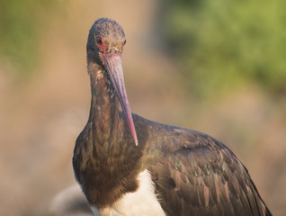 Black Stork