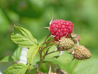 Himbeeren, Rubus idaeus, Raspberries