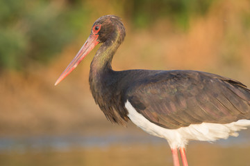 Black Stork
