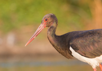 Black Stork