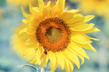 Naklejka premium the bright yellow flower of a sunflower is growing on the field in the summer