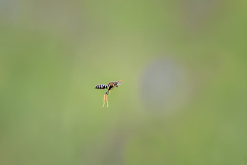 a little yellow-striped wasp flies over a summer meadow