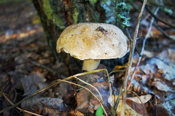 Fresh edible boletus mushroom by tree in park