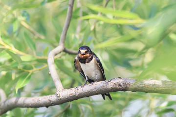 black chick swallows sitting among the green branches on a Sunny day