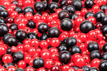 Scattered on the surface of red and black currants