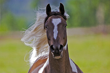 Frontal view of galloping Pinto Horse, waving mane.