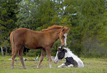 Naklejka na ściany i meble Two Fillies , paint and chestnut playing at pasture