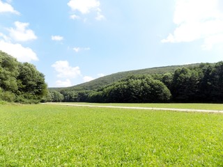 Meadow and deciduous forest