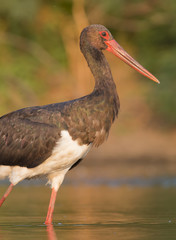 Black Stork