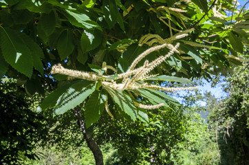 Fototapeta premium Detail of flower of chestnut tree in summer