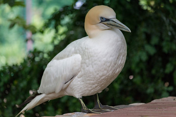 Northern gannet