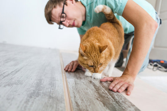 Man Is Repairing The Floor In The House, Laminate Flooring In The Style Of Old Boards. Red Cat, Pet.