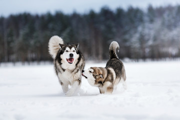 two dogs breed Alaskan Malamute walking in winter