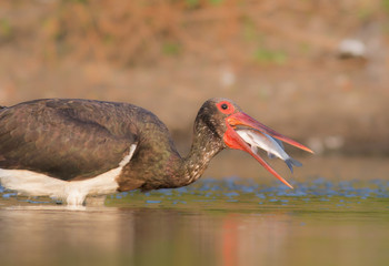Black Stork