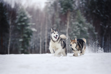 two dogs breed Alaskan Malamute walking in winter