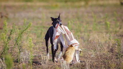 Coursing. Whippet dog catches the bait