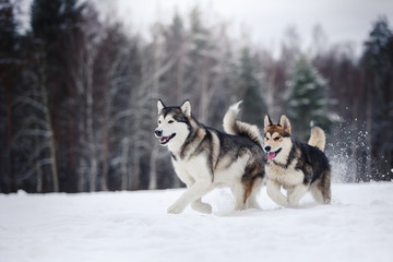 two dogs breed Alaskan Malamute walking in winter © Anna Averianova