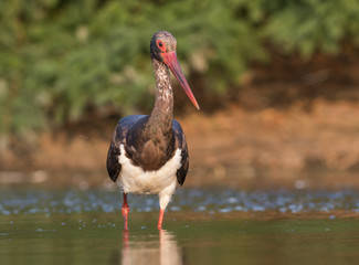 Black Stork