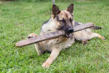 young brown dog holding wooden stick