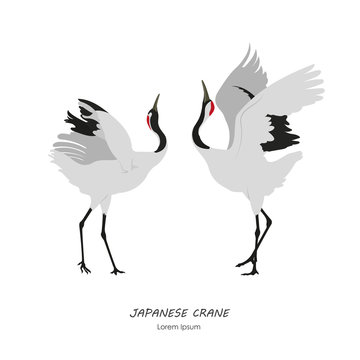 Two Japanese Cranes dancing on a white background
